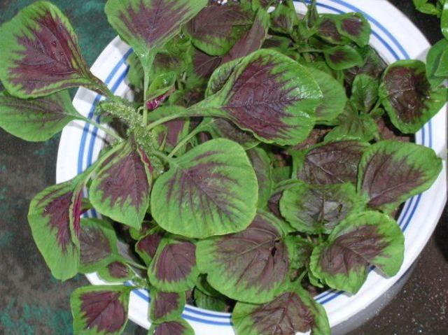 厨房养四种植物不仅能吸附油烟还能吃