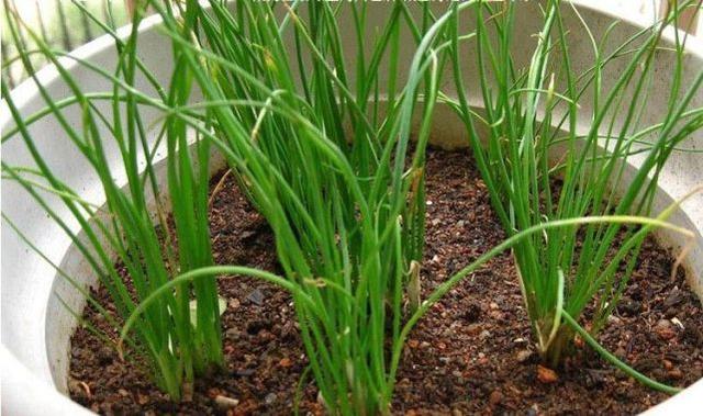 厨房养四种植物不仅能吸附油烟还能吃