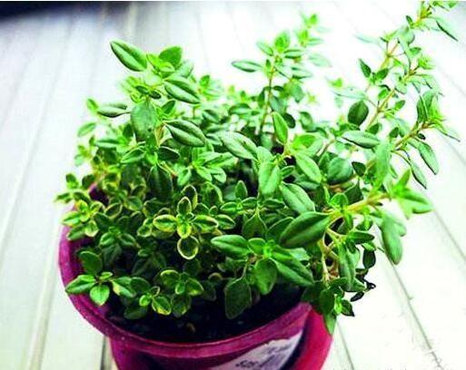厨房养四种植物不仅能吸附油烟还能吃