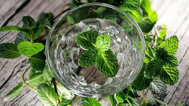 厨房养4种爱吸油烟的植物 油烟再大也不怕