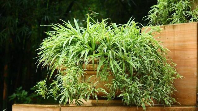 厨房养4种爱吸油烟的植物 油烟再大也不怕