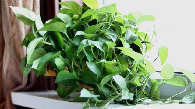 厨房养4种爱吸油烟的植物 油烟再大也不怕