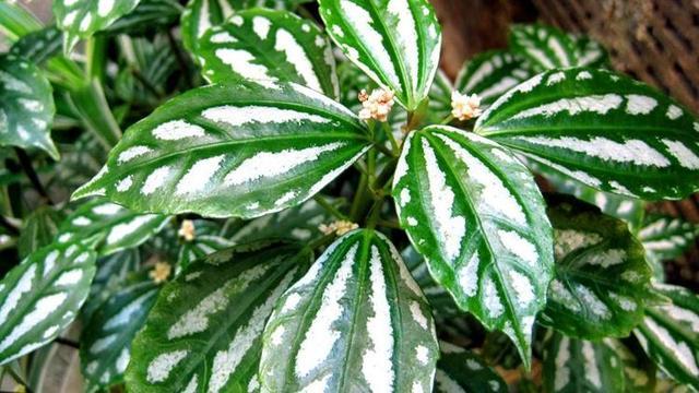 厨房养4种爱吸油烟的植物 油烟再大也不怕